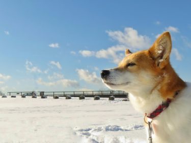 愛犬と楽しむ休日！北海道富良野・美瑛エリアのオススメ観光・旅行スポット
