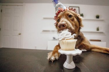 愛犬の誕生日を祝おう！愛犬が喜ぶ特別な誕生日のすすめ