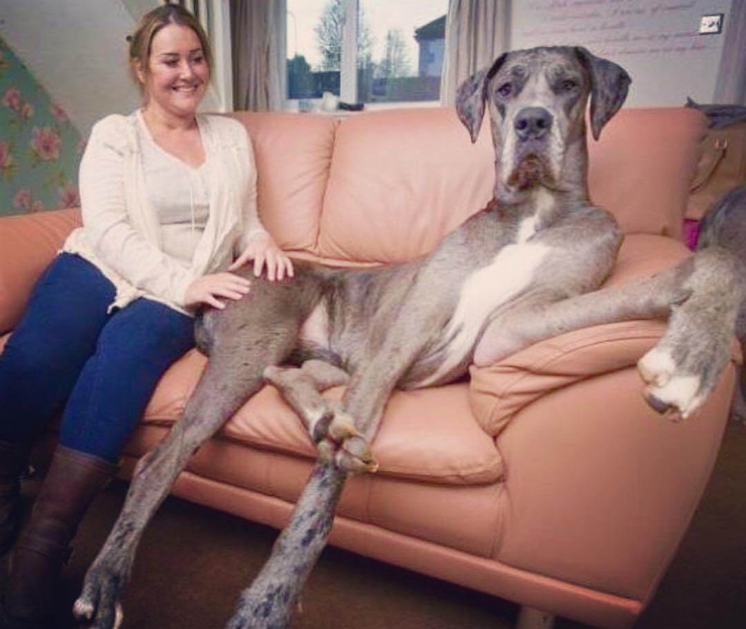 ギネス記録認定】世界一大きい犬グレート・デーンの「フレディ