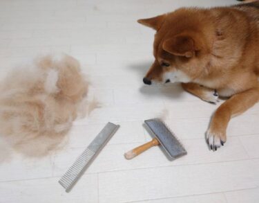 犬の毛が抜けて掃除が大変！犬の毛が抜ける時期や換毛期の対策について解説