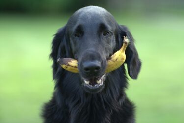 犬にバナナは大丈夫？与え方やレシピを公開！